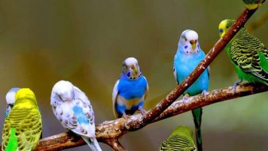 Yuxuda quş görməyin mənası nədir?