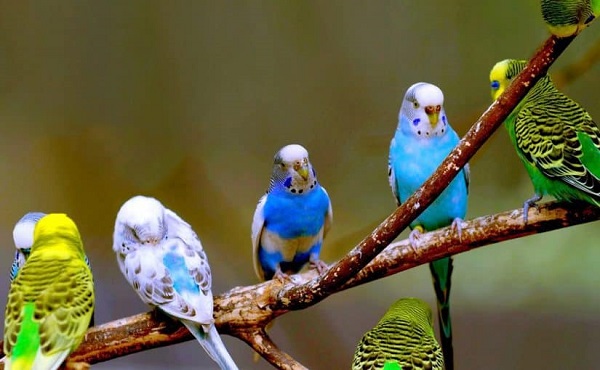 Yuxuda quş görməyin mənası nədir?