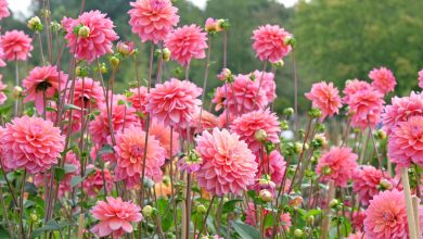 gul rengleri menalari